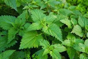 Herbs increase their effectiveness