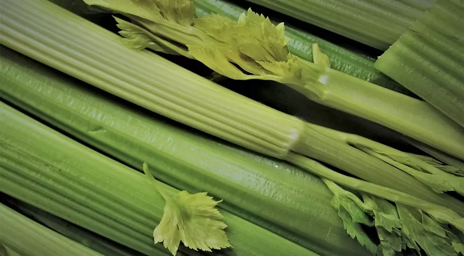 The benefits of celery