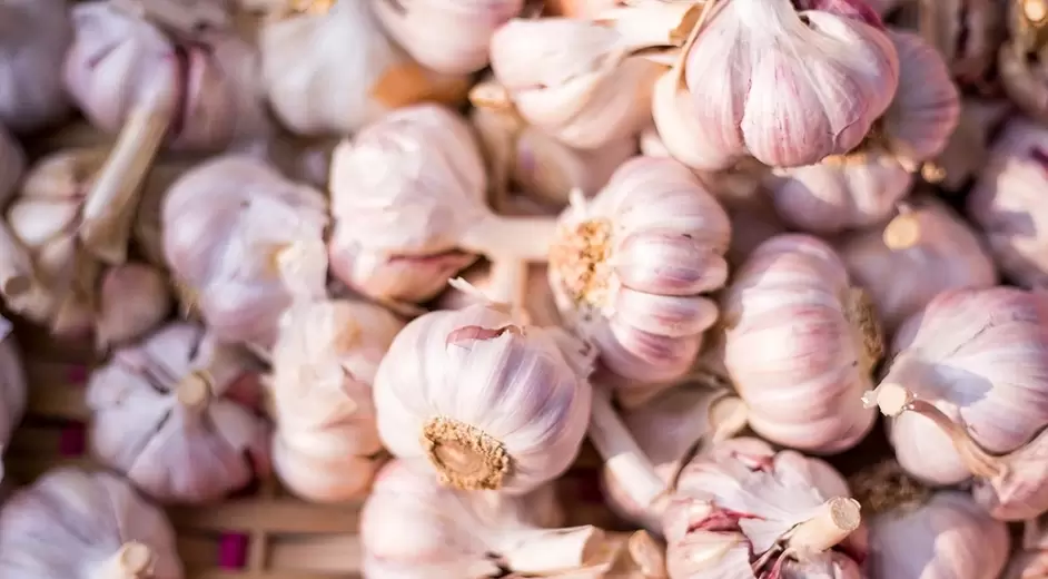 The effect of garlic