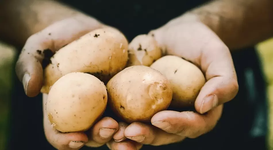 The effect of potatoes
