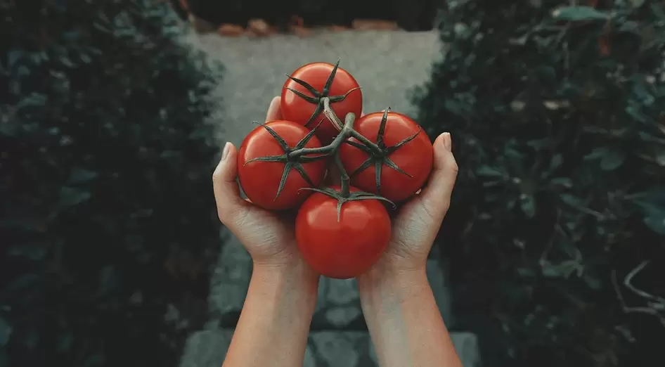 The effect of tomatoes